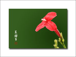 花煙草與煙草 同源異趣的植物雙生
